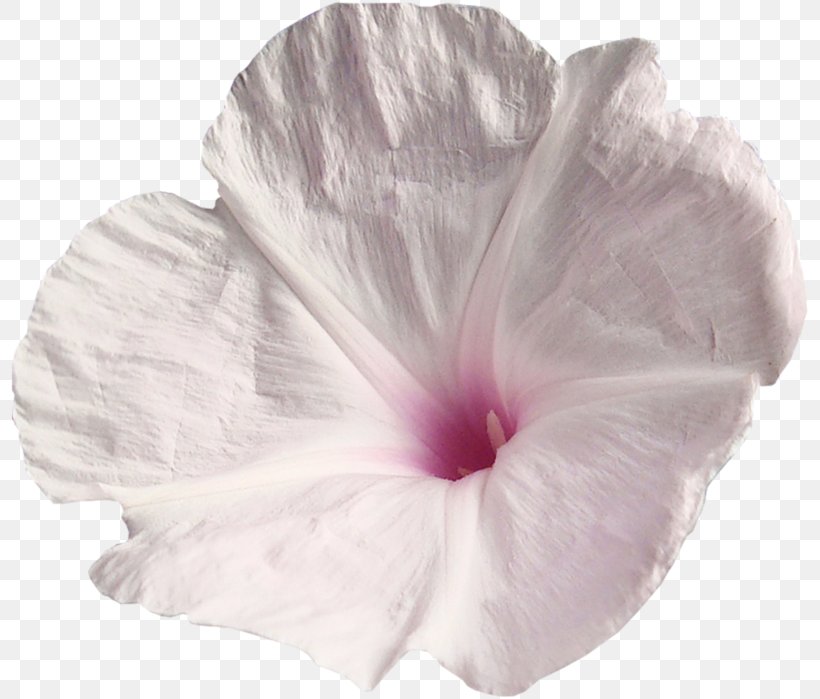 Mallows Morning-glories Petal Morning Glory, PNG, 800x699px, Mallows, Flower, Flowering Plant, Mallow, Mallow Family Download Free