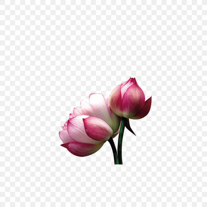 Nelumbo Nucifera Download Icon, PNG, 1000x1000px, Nelumbo Nucifera, Bud, Cut Flowers, Flower, Flowering Plant Download Free