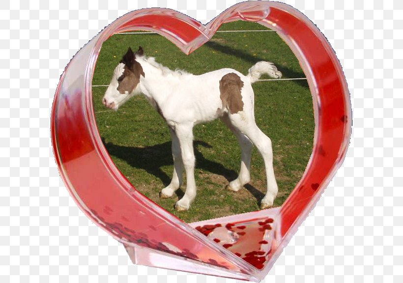 Pony Foal Mustang Mare Halter, PNG, 616x576px, Pony, Foal, Halter, Heart, Horse Download Free