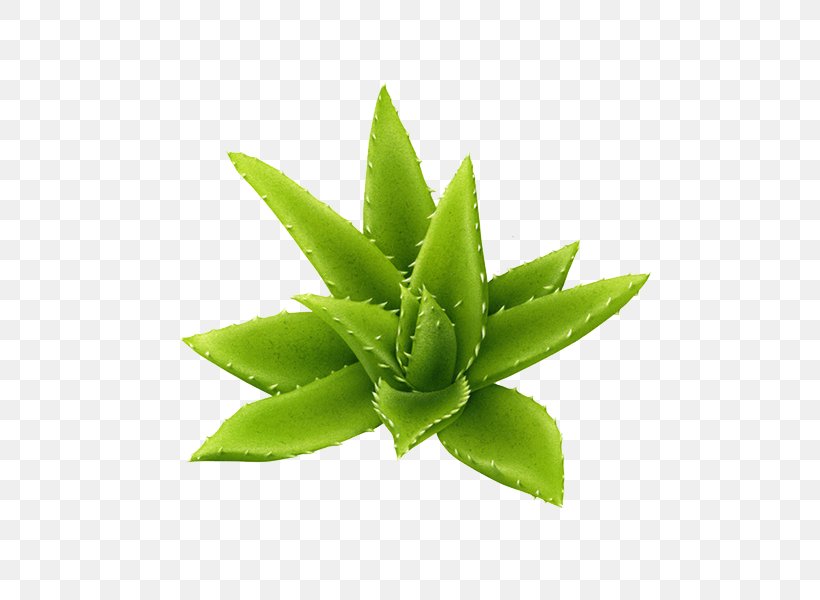 Aloe Plant Download, PNG, 600x600px, Aloe, Botanical Illustration, Cmyk Color Model, Pixel, Plant Download Free