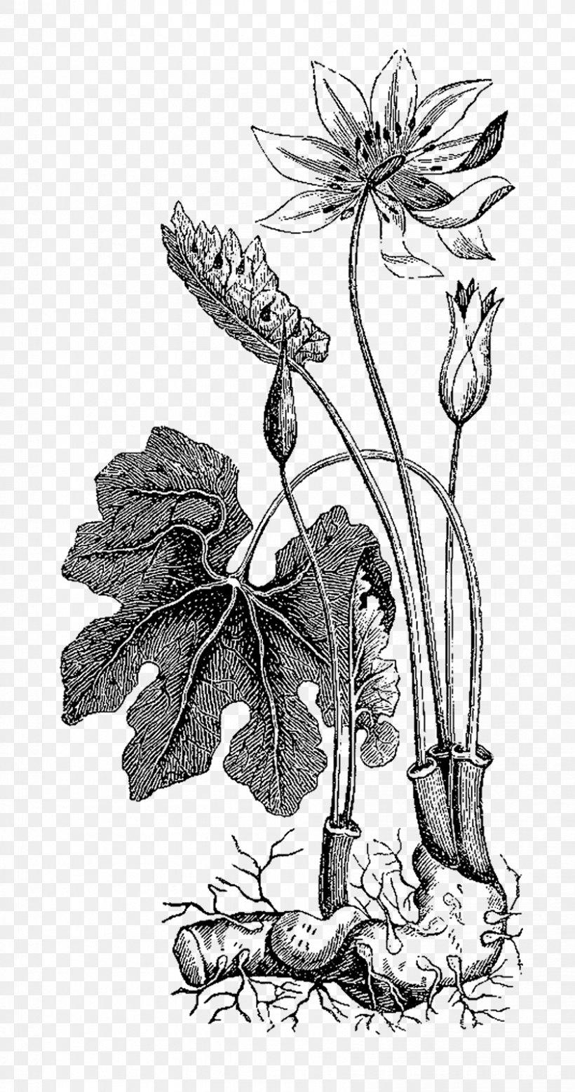 Floral Design Herb Clip Art, PNG, 842x1600px, Floral Design, Art, Artwork, Black And White, Botanical Illustration Download Free