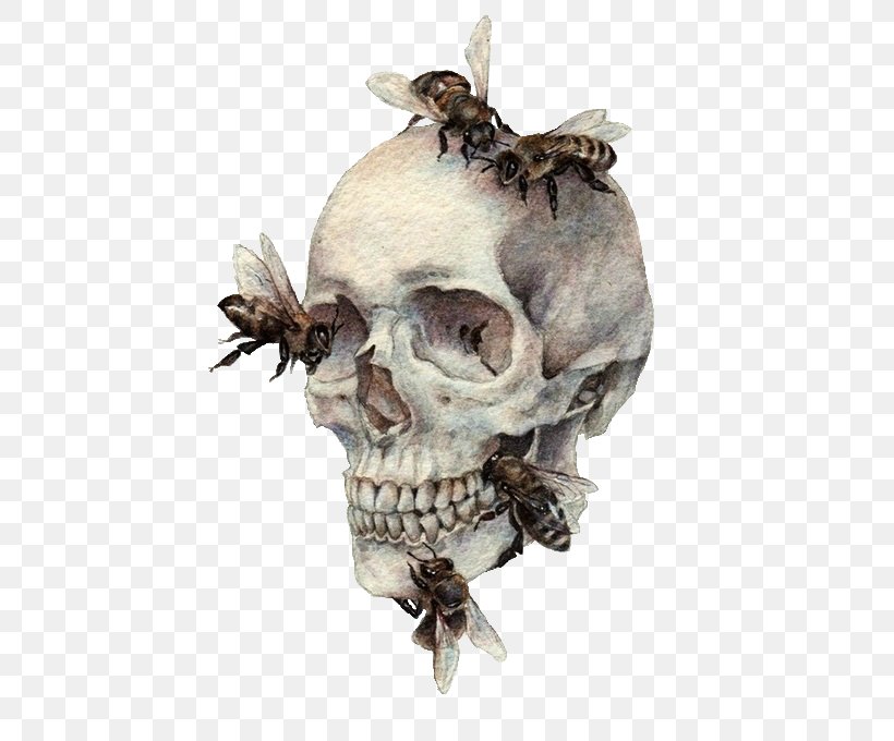 Human Skull Symbolism Bee Bone Drawing, PNG, 500x680px, Skull, Anatomy, Antler, Art, Bee Download Free