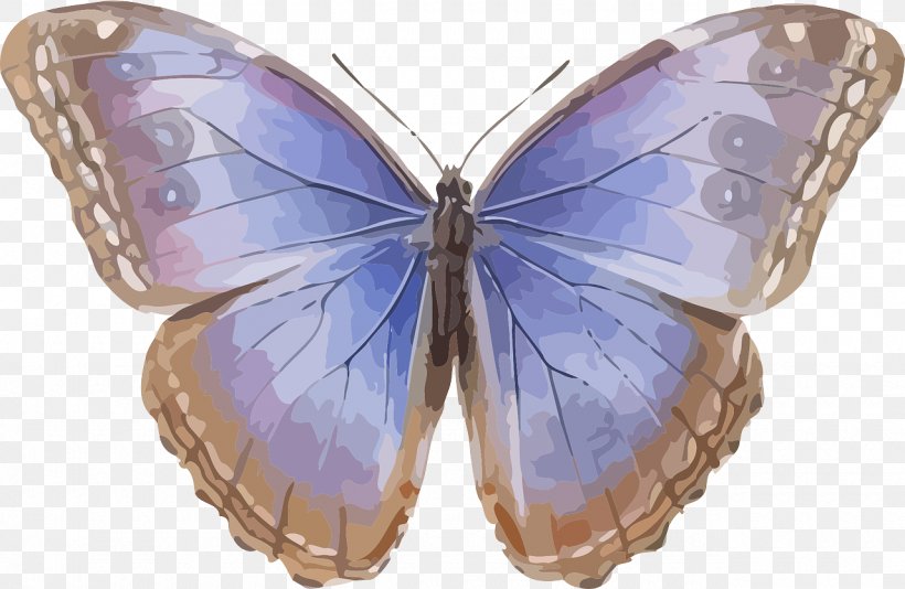 Butterfly Morpho Helenor Morpho Peleides Insect Morpho Menelaus, PNG, 1280x834px, Butterfly, Arthropod, Brush Footed Butterfly, Danaus Chrysippus, Danaus Genutia Download Free