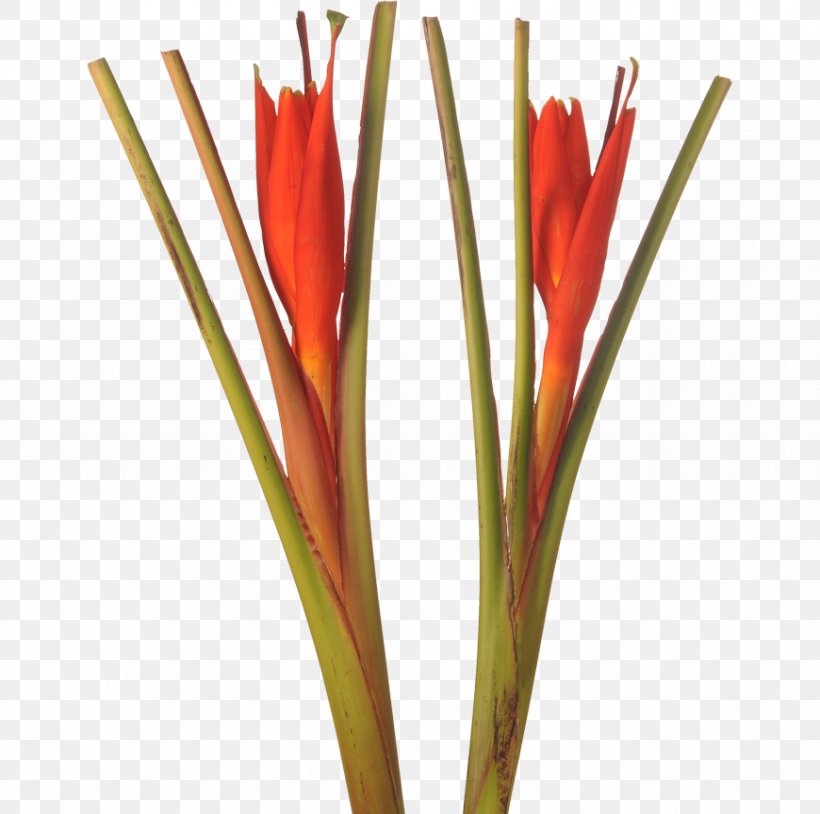 Flower Musa Coccinea Musa Acuminata Vase Life Plant Stem, PNG, 870x864px, Flower, Banana, Cut Flowers, Family, Heliconia Rostrata Download Free