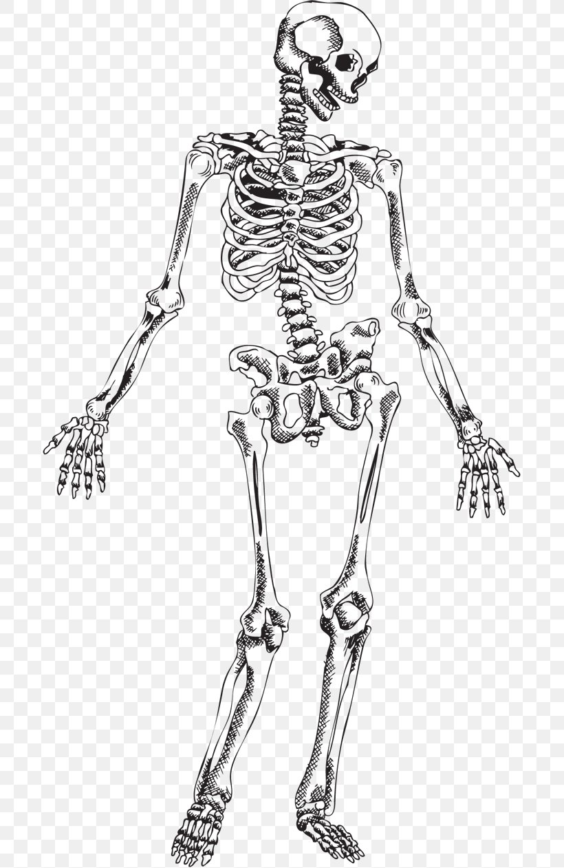 Human Skeleton Skull, PNG, 700x1261px, Watercolor, Cartoon, Flower, Frame, Heart Download Free