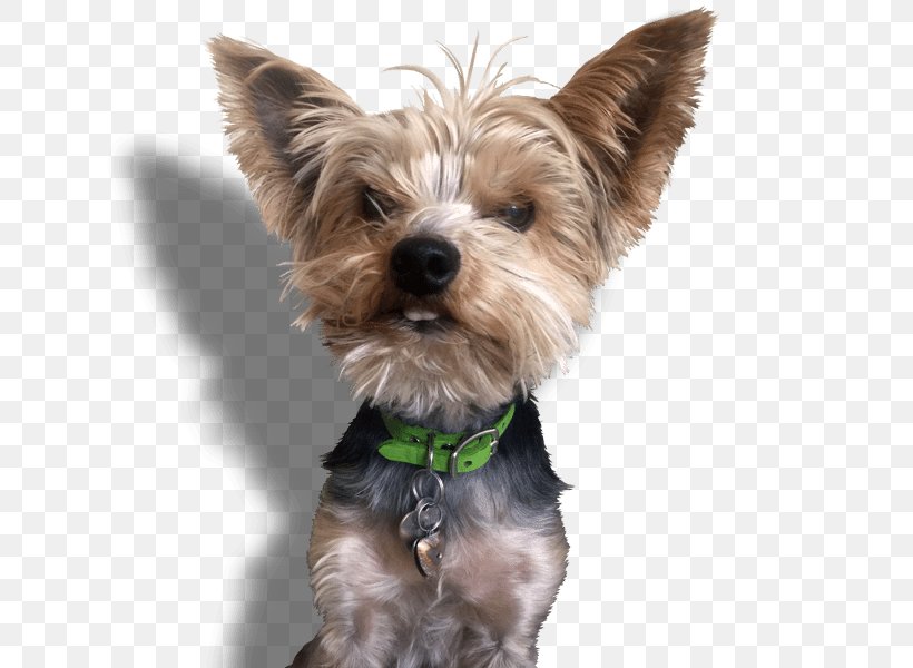 Yorkshire Terrier Cairn Terrier Morkie Companion Dog Puppy, PNG, 689x600px, Yorkshire Terrier, Breed, Cairn Terrier, Carnivoran, Cleaning Download Free