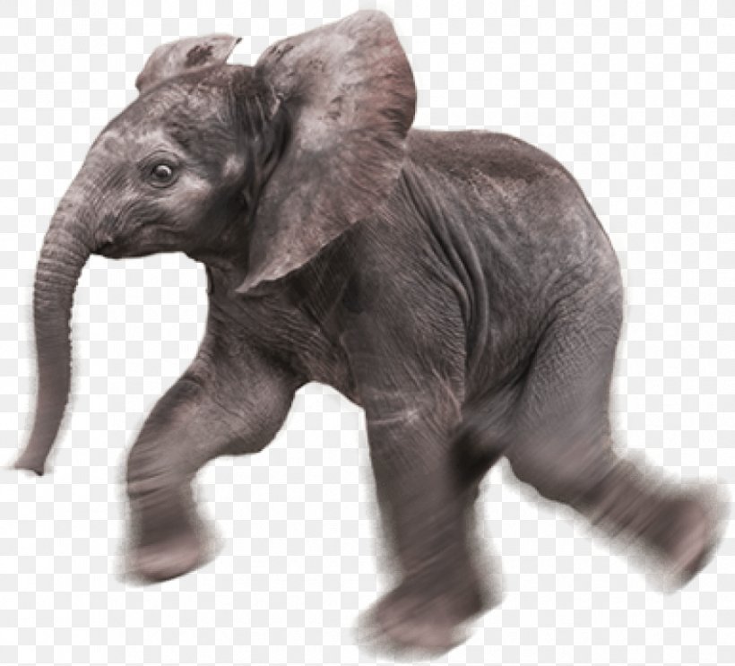 Indian Elephant African Elephant Elephants Image, PNG, 850x771px, Indian Elephant, African Elephant, Animal Figure, Asian Elephant, Digital Image Download Free