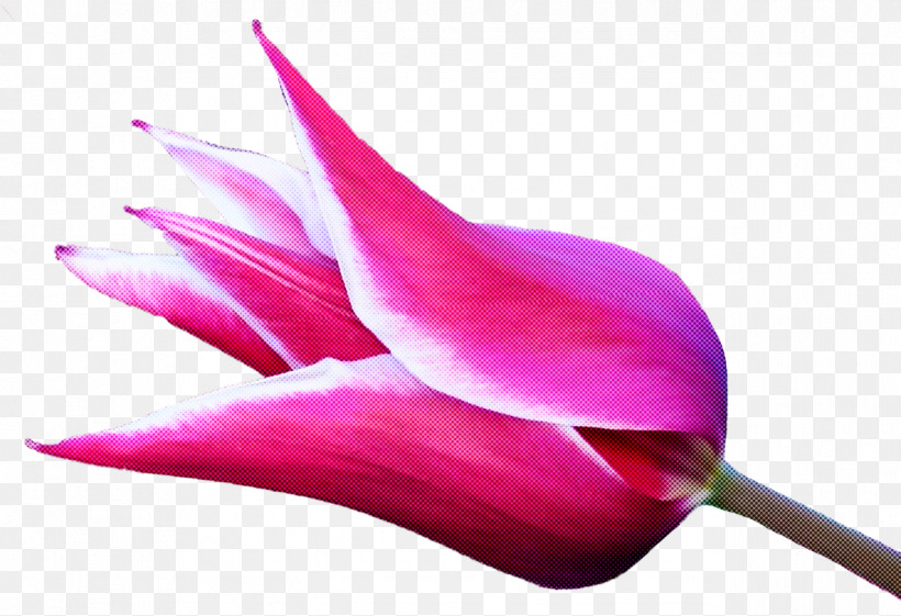 Pink Petal Flower Plant Pedicel, PNG, 1274x873px, Pink, Anthurium, Bud, Flower, Fuchsia Download Free