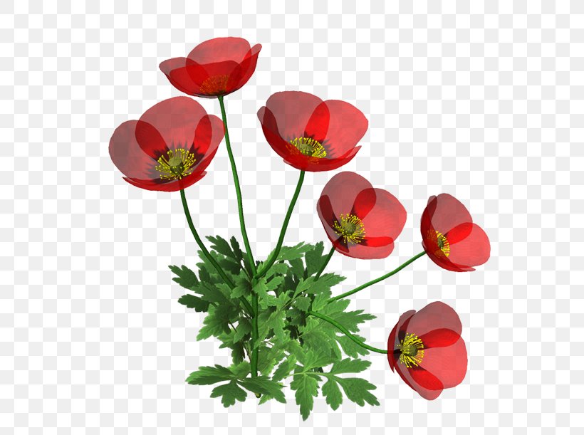 Poppy Cut Flowers, PNG, 600x611px, Poppy, Anemone, Annual Plant, Coquelicot, Cut Flowers Download Free