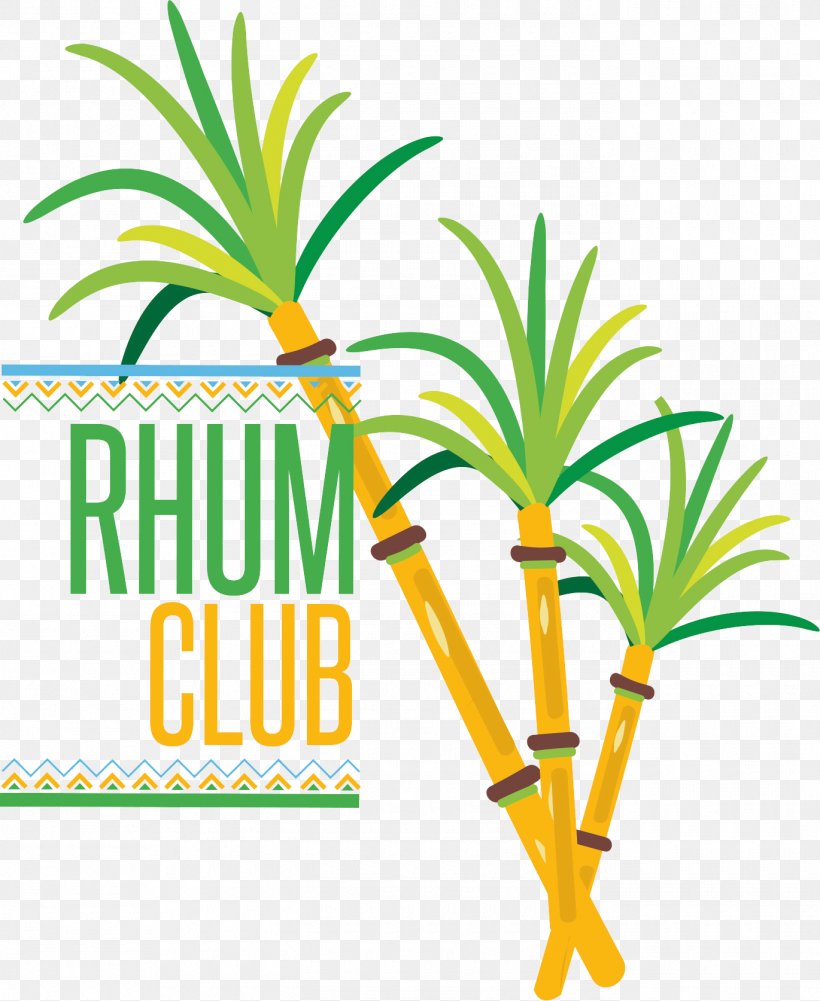Rum Restaurant Antillais Festival Palm Trees, PNG, 1370x1674px, Rum, Afterwork, Area, Arecales, Festival Download Free
