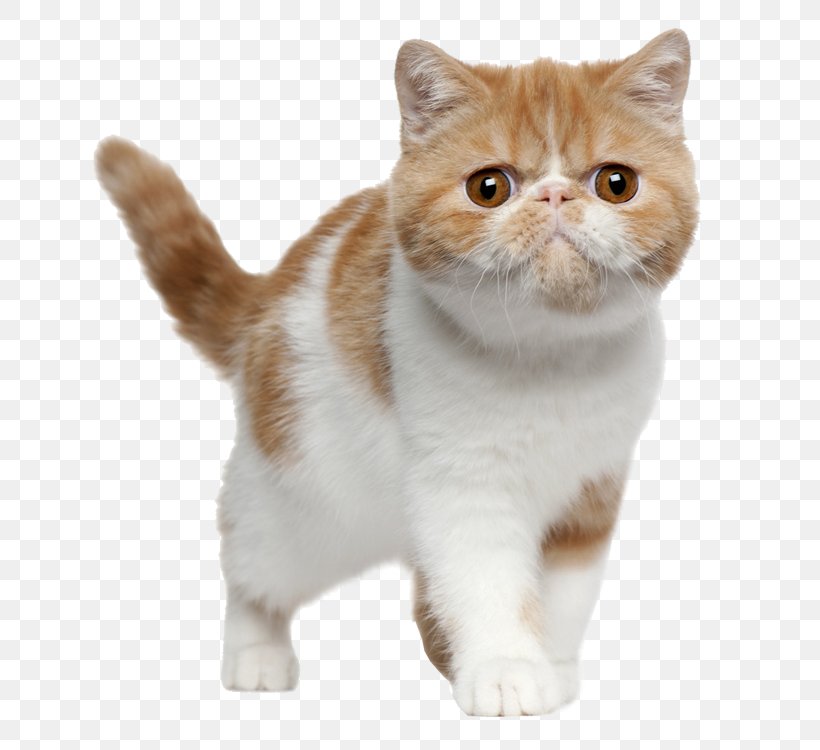 Exotic Shorthair British Shorthair Bengal Cat American Shorthair Persian Cat, PNG, 750x750px, Exotic Shorthair, Aegean Cat, American Shorthair, American Wirehair, Asian Download Free