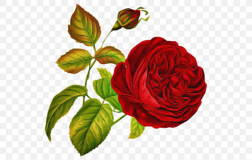 Garden Roses, PNG, 539x521px, Flower, Floribunda, Flowering Plant, Garden Roses, Petal Download Free
