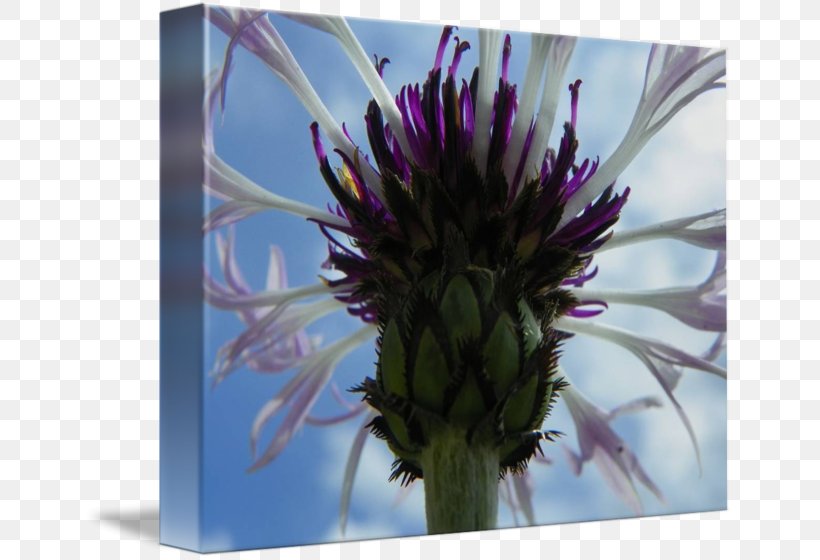 Milk Thistle Plant Stem, PNG, 650x560px, Milk Thistle, Aster, Flora, Flower, Flowering Plant Download Free