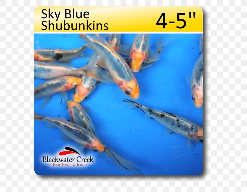 Shubunkin Koi Sky Blue Fish, PNG, 638x638px, Shubunkin, Biology, Blackwater Creek Koi Farm, Blue, Feeder Fish Download Free