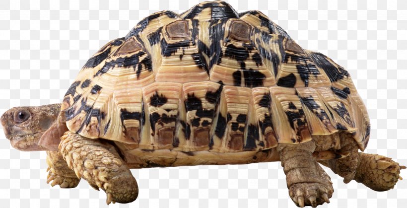 Turtle Clip Art Image Psd, PNG, 2514x1286px, Turtle, Animal Figure, Box Turtle, Chelonoidis, Desert Tortoise Download Free