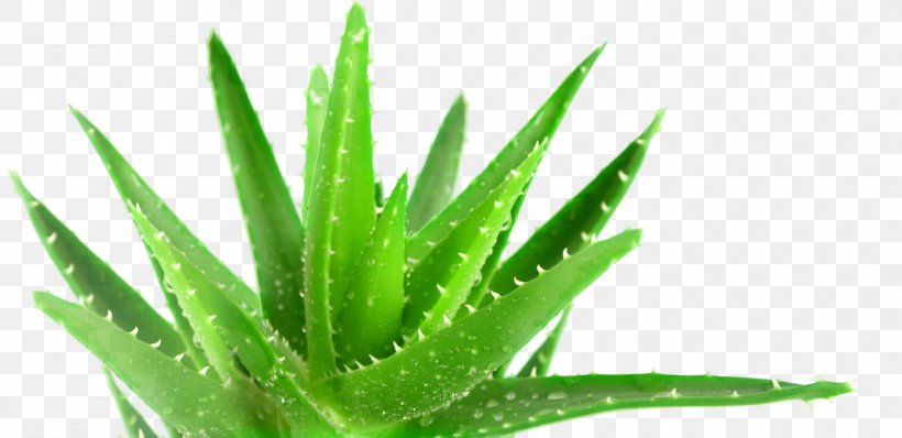 Aloe Vera Plant Medicine Forever Living Products Health, PNG, 1307x635px, Aloe Vera, Aloe, Forever Living Products, Gel, Grass Download Free