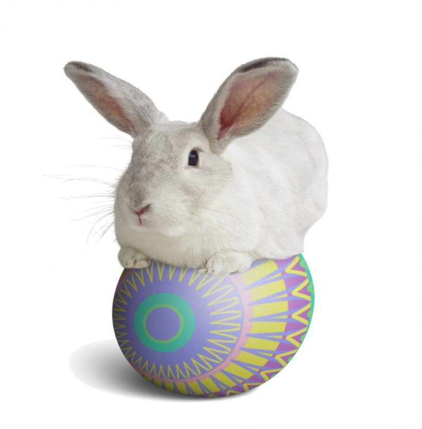 Domestic Rabbit Easter Bunny European Rabbit Desktop Wallpaper, PNG, 931x949px, Domestic Rabbit, Animal, Easter, Easter Bunny, European Rabbit Download Free