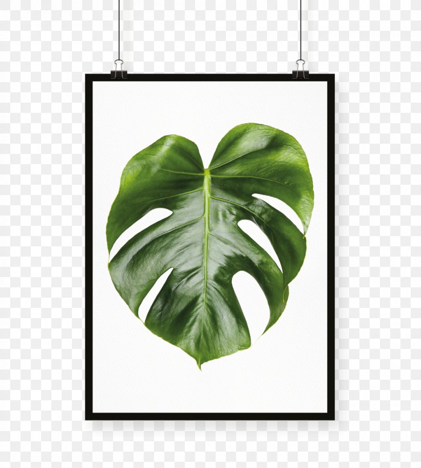 Swiss Cheese Plant Mockup Photography, PNG, 1000x1113px, Swiss Cheese Plant, Art, Graphic Designer, Green, Interior Design Services Download Free