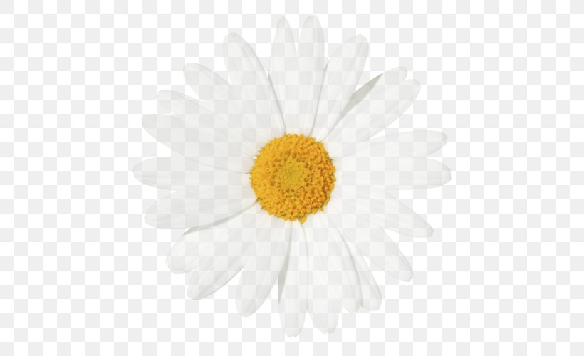 We Heart It Oxeye Daisy Daisy Family Roman Chamomile, PNG, 500x500px, We Heart It, Argyranthemum Frutescens, Chamaemelum, Chamaemelum Nobile, Chrysanthemum Download Free