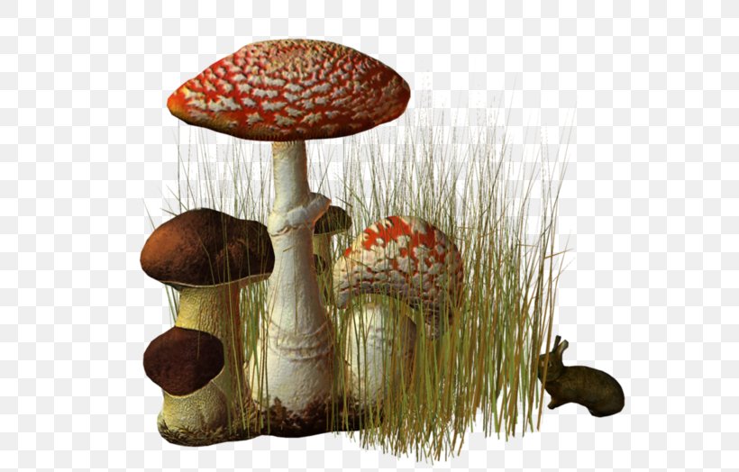 Fungus Edible Mushroom Pleurotus Eryngii Agaric, PNG, 600x524px, Fungus, Agaric, Drawing, Edible Mushroom, Medicinal Fungi Download Free
