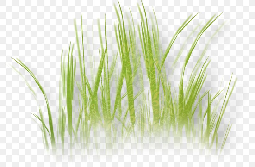 Herbaceous Plant Grass Clip Art, PNG, 800x537px, Herbaceous Plant, Chrysopogon Zizanioides, Commodity, Digital Image, Flower Download Free