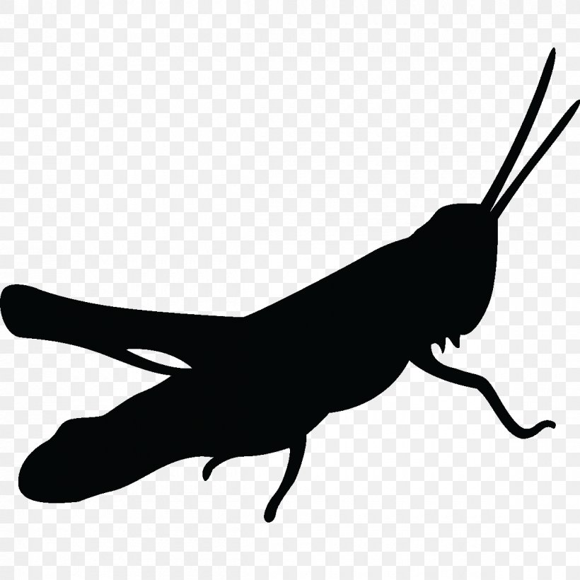 Los Grillos Del Monte San Expedito Cricket Quiero Que Seas Mi Novia, PNG, 1200x1200px, Cricket, Beak, Black And White, Fauna, Grasshopper Download Free