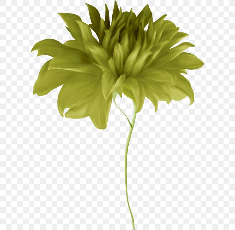 Chrysanthemum Cut Flowers Floral Design Petal, PNG, 606x800px, Chrysanthemum, Artificial Flower, Botany, Chrysanths, Cut Flowers Download Free