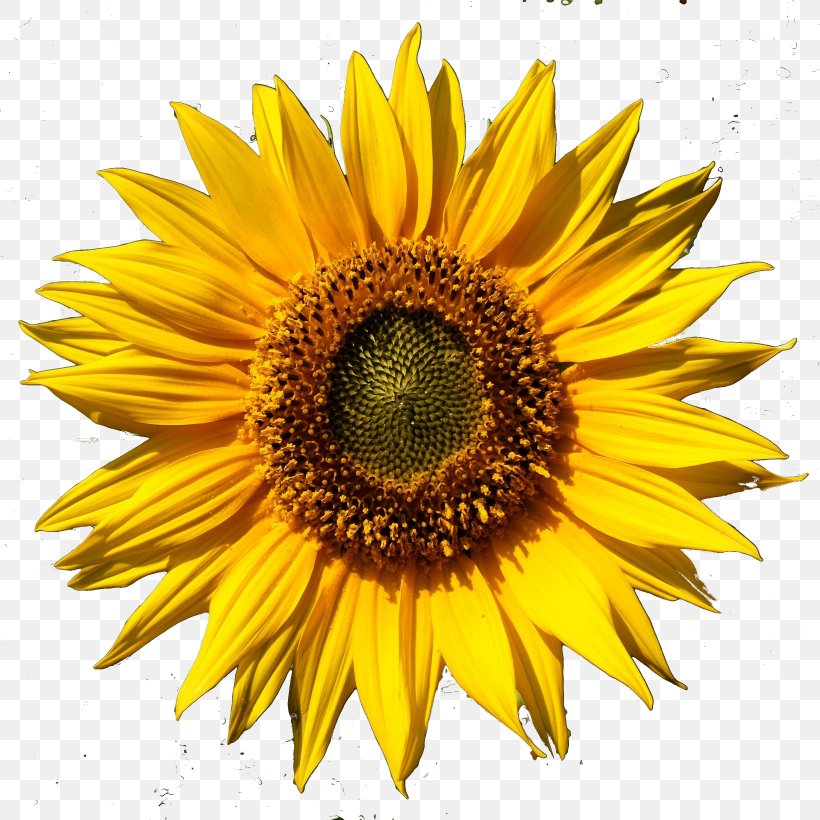 Common Sunflower Daisy Family Clip Art, PNG, 2460x2460px, Common Sunflower, Annual Plant, Close Up, Daisy Family, Display Resolution Download Free