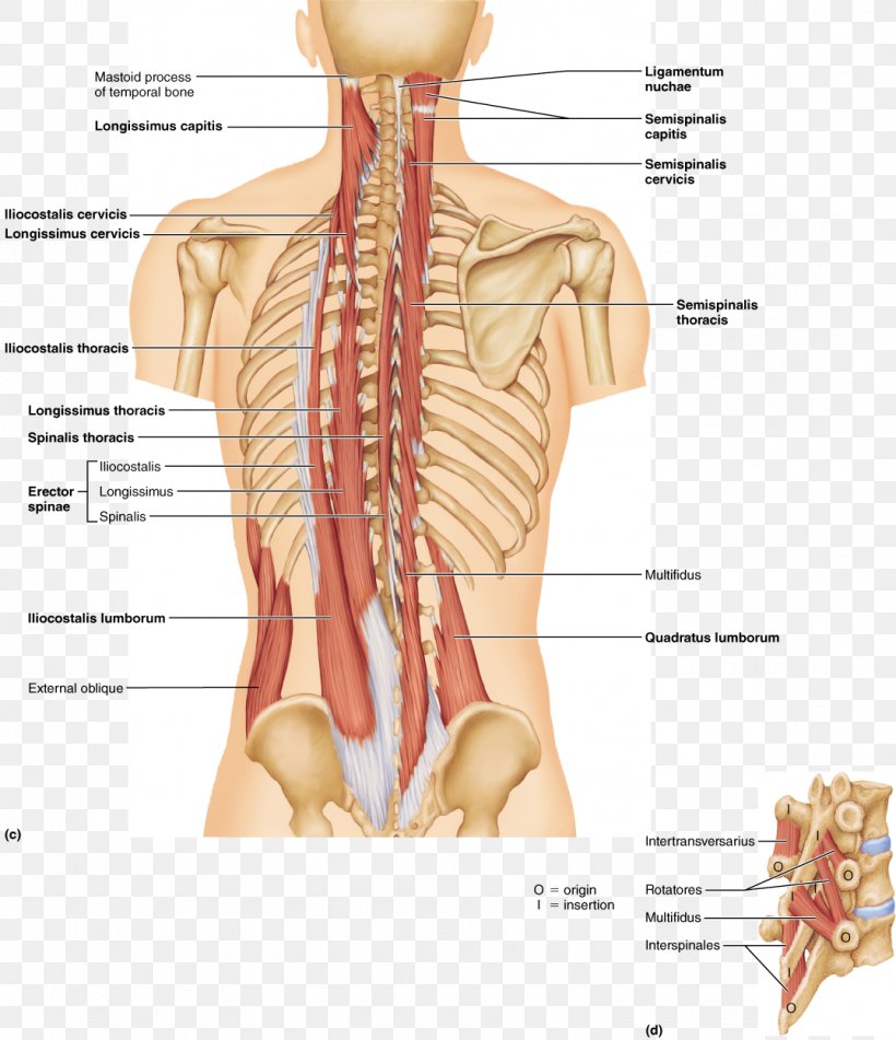 Erector Spinae Muscles Vertebral Column Longissimus Serratus Posterior Superior Muscle, PNG, 1075x1248px, Watercolor, Cartoon, Flower, Frame, Heart Download Free