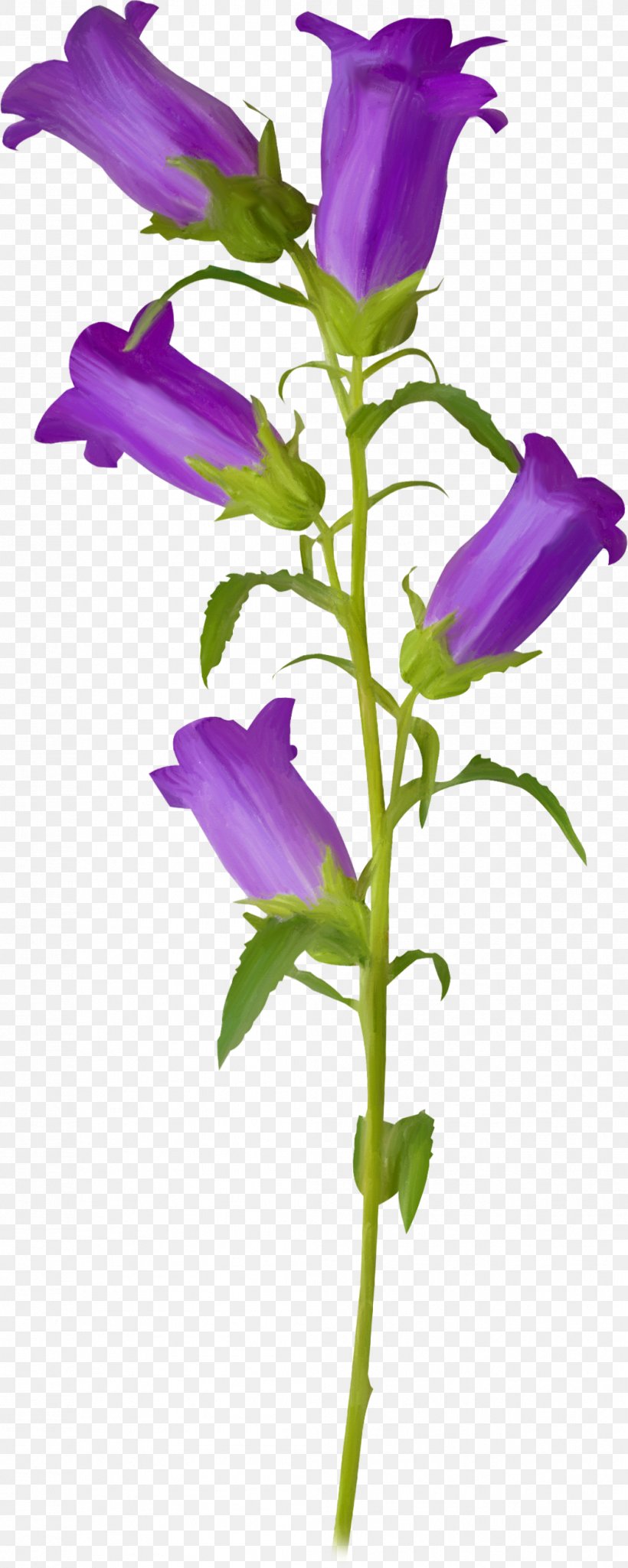 Flower Violet Campanula Patula Clip Art, PNG, 1044x2609px, Flower, Bellflower, Bellflower Family, Bellflowers, Cut Flowers Download Free