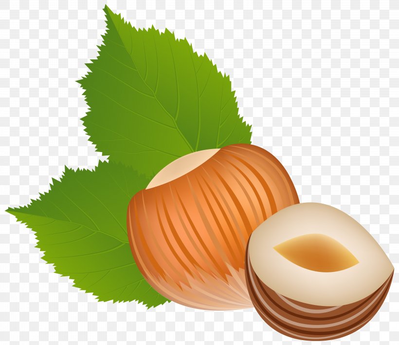 Hazelnut Clip Art, PNG, 6256x5405px, Hazelnut, Acorn, Almond, Can Stock Photo, Commodity Download Free