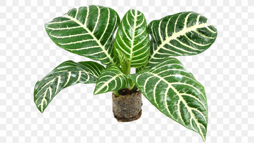 Houseplant Indoor Plants Calathea Lancifolia Plerandra Elegantissima Peperomia Argyreia, PNG, 2400x1351px, Houseplant, Arrowroot Family, Bamboo, Calathea Lancifolia, Calatheas Download Free