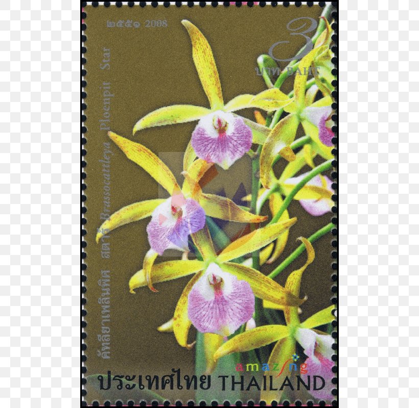 Phalaenopsis Equestris Cattleya Orchids Dendrobium Amazing Thailand, PNG, 800x800px, Phalaenopsis Equestris, Cattleya, Cattleya Orchids, Dendrobium, Flora Download Free