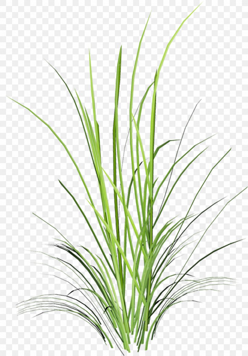 Sweet Grass Herbaceous Plant Branch Leaf, PNG, 2172x3125px, Sweet Grass, Botany, Branch, Centerblog, Chives Download Free