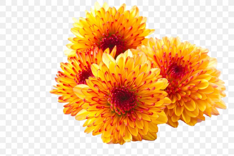 Chrysanthemum Tea Border Flowers Chrysanthemum ×grandiflorum, PNG, 1000x667px, Chrysanthemum Tea, Annual Plant, Blossom, Border Flowers, Calendula Download Free