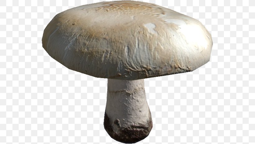 Common Mushroom Pleurotus Eryngii Oyster Mushroom Shiitake, PNG, 552x465px, Common Mushroom, Agaricaceae, Agaricomycetes, Agaricus, Champignon Mushroom Download Free