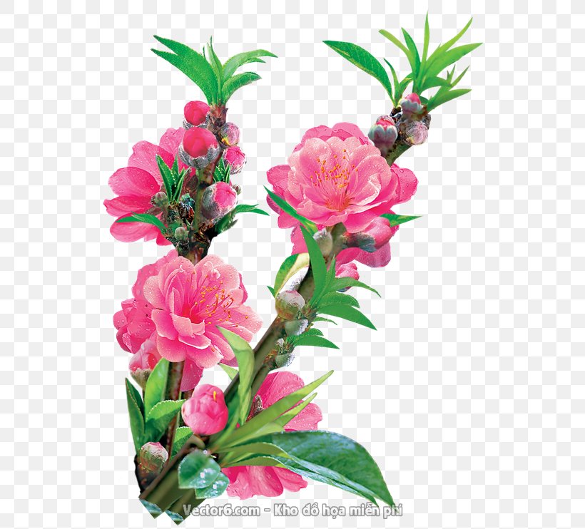 Floral Design Cut Flowers Peach, PNG, 555x742px, Floral Design, Blossom, Branch, Camellia, Cut Flowers Download Free