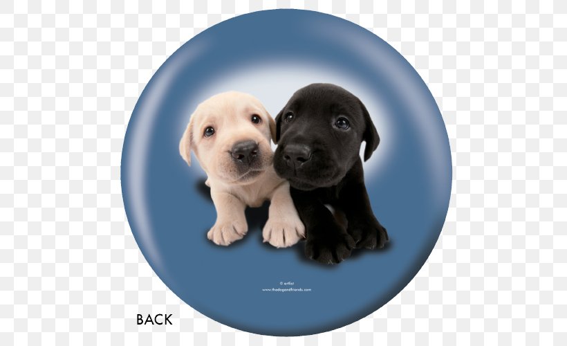 Labrador Retriever Puppy Dog Breed Companion Dog, PNG, 500x500px, Labrador Retriever, Bowling, Bowling Balls, Breed, Carnivoran Download Free