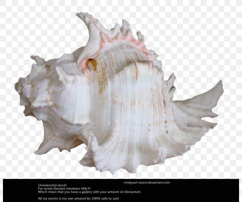 Seashell Shankha Stock Clam Royal Dutch Shell, PNG, 800x682px, Seashell, Clam, Clams Oysters Mussels And Scallops, Conch, Conchology Download Free