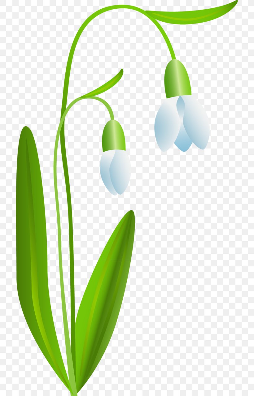 Snowdrop Flower Digital Image, PNG, 717x1280px, Snowdrop, Common Bluebell, Digital Image, Flower, Plant Download Free