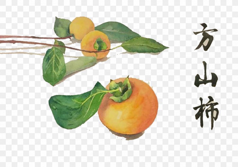 Clementine Japanese Persimmon Food Watercolor Painting, PNG, 1016x716px, Clementine, Apple, Bitter Orange, Bitterness, Citrus Download Free