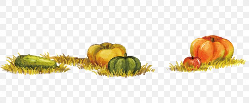 Calabaza Winter Squash Autumn Food, PNG, 1030x427px, Calabaza, Animation, Autumn, Dessin Animxe9, Drawing Download Free