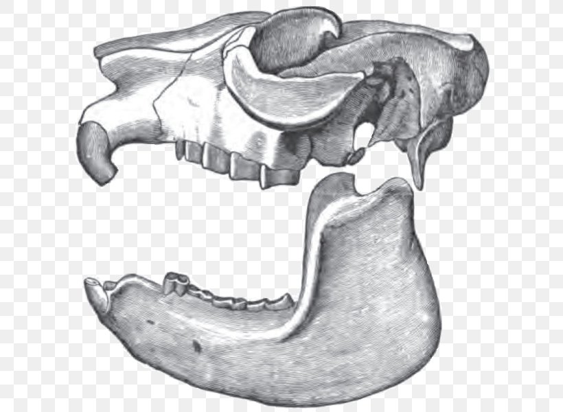 Mesotheriidae Paleocene Mesotherium Campanorco Notioprogonia, PNG, 638x600px, Paleocene, Animal, Black And White, Bone, Drawing Download Free