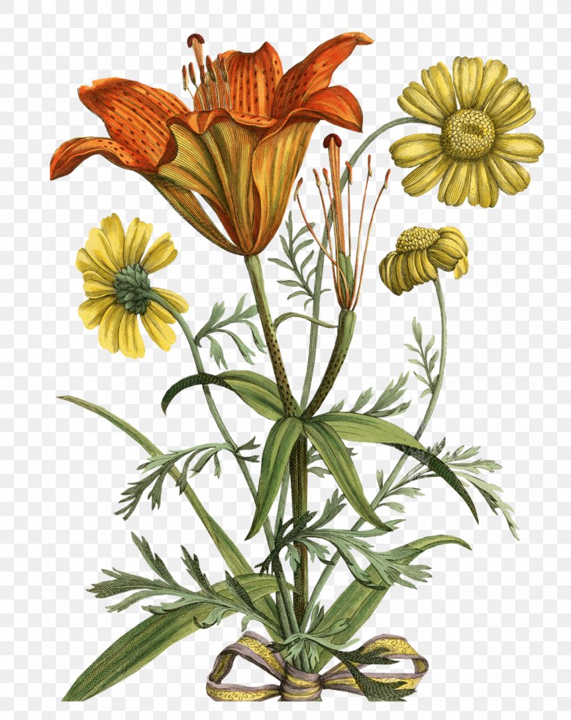 Botanical Illustration Botany Printmaking, PNG, 1111x1400px, Botanical Illustration, Antique, Botany, Carolus Clusius, Chrysanths Download Free