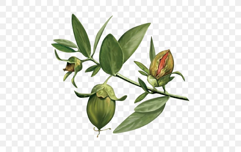 Jojoba Oil Vegetable Oil Organic Food, PNG, 540x519px, Jojoba, Almond Oil, Botanical Illustration, Branch, Bud Download Free