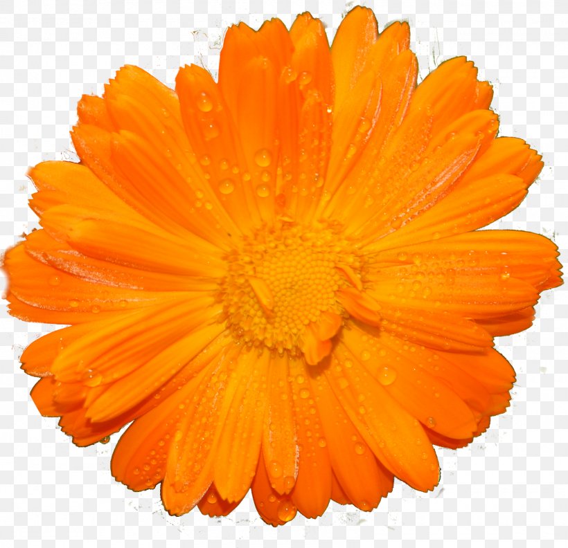 Marigolds, PNG, 1600x1547px, Marigolds, Calendula, Daisy Family, Flower, Orange Download Free