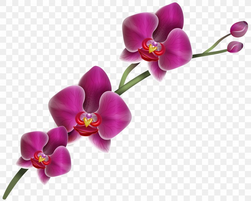 Orchids Clip Art, PNG, 5067x4066px, Cattleya Orchids, Blossom, Color, Cut Flowers, Flora Download Free