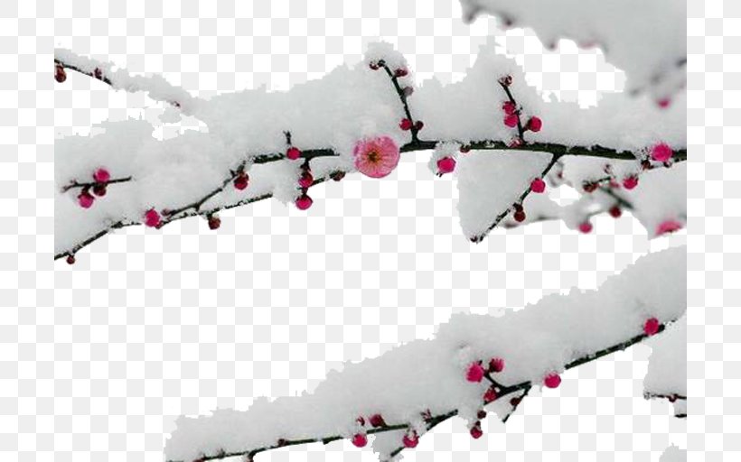 Snow Plum Blossom Ud5a5uae30ub098ub294 Ud3b8uc9c0 Food Daum, PNG, 700x512px, Snow, Blog, Branch, Cherry Blossom, Daum Download Free