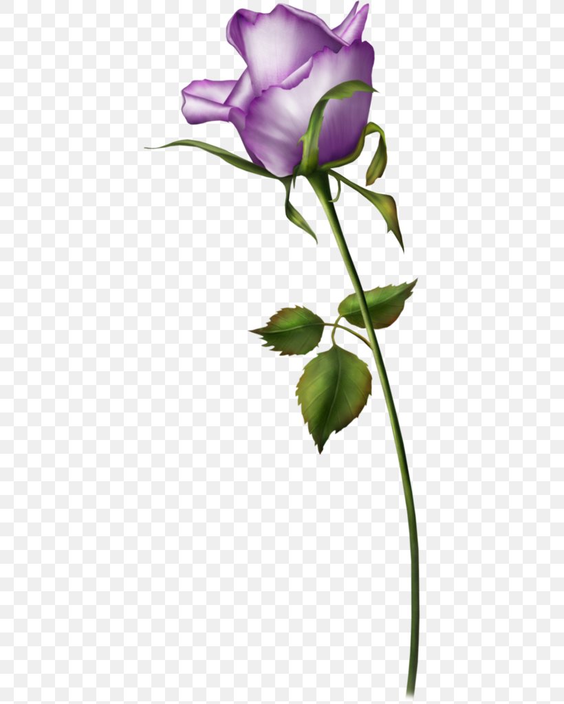 Beach Rose Flower Purple Valentines Day, PNG, 402x1024px, Beach Rose, Blue, Blue Rose, Branch, Bud Download Free