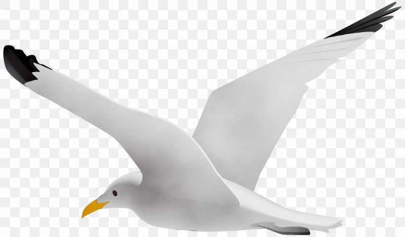 Bird European Herring Gull Gull White Beak, PNG, 3000x1758px, Watercolor, Beak, Bird, European Herring Gull, Great Blackbacked Gull Download Free
